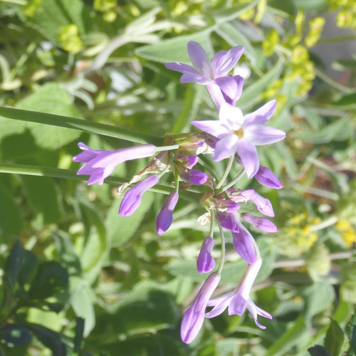 Visuel 1 du produit Tulbaghia Violacea Savannah Lightning - Le pot de 1 litre