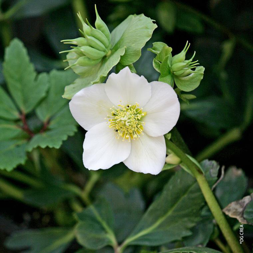 Visuel 1 du produit Helleborus Niger - En verrerie carrée