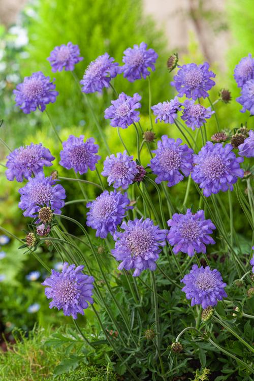 Visuel 1 du produit Scabieuse ‘Butterfly Blue’ - Le pot de 2 litres