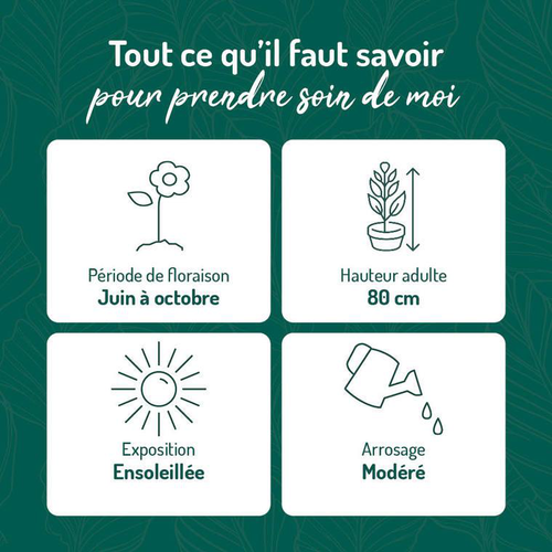 Visuel 1 du produit Salvia grahamii rouge - Le pot de 9 x 9 cm