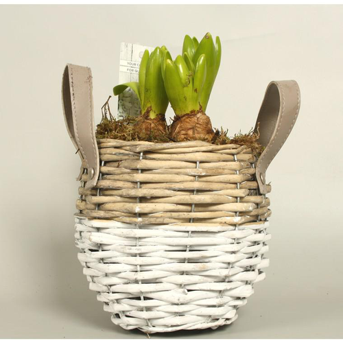 Visuel 1 du produit Jacinthe rose dans un pot en terre blanc