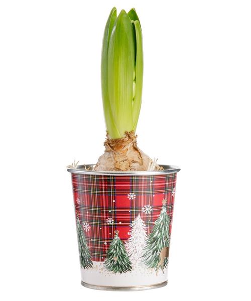 Visuel 1 du produit Jacinthe blanche. Le pot Ø 8 cm en zinc décor écossais.