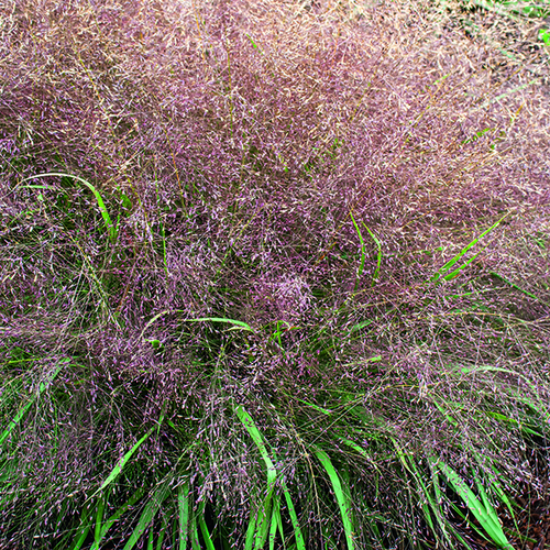 Visuel 1 du produit Eragrostis spectabilis vert botanic®. Le pot de 1 litre