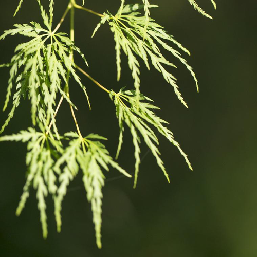 Visuel 1 du produit Erable du Japon (ACER PALMATUM SEIRYU ) Le pot de 110 litres