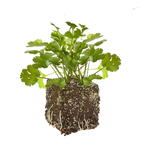 Visuel 2 du produit Coriandre Caribe Bio. La motte de 4x4 cm