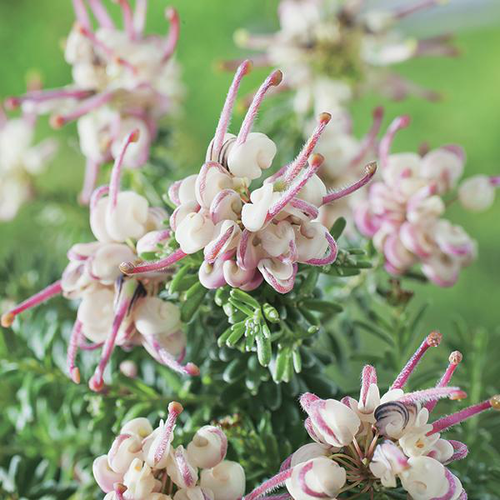 Visuel 1 du produit Grévilléa Laineux 'Mount Tamboritha' - Le pot de 3 litres