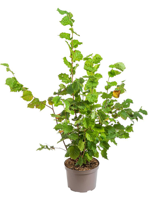 Visuel 2 du produit Gel nettoyant dermo-fraîcheur bio en tube Eau Thermale Jonzac – 200 ml