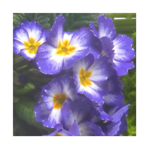 Visuel 1 du produit Primevère des jardins - La coupe en terre cuite