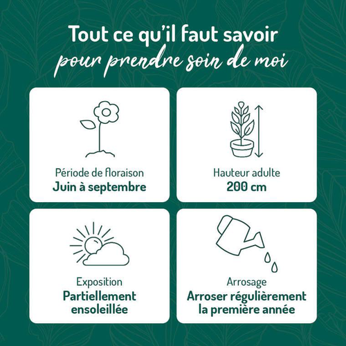 Visuel 2 du produit Rose Trémière Rose - Le pot de 9 x 9 cm