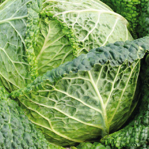 Visuel 1 du produit Chou De Milan Famosa Bio. La barquette de 3 plants