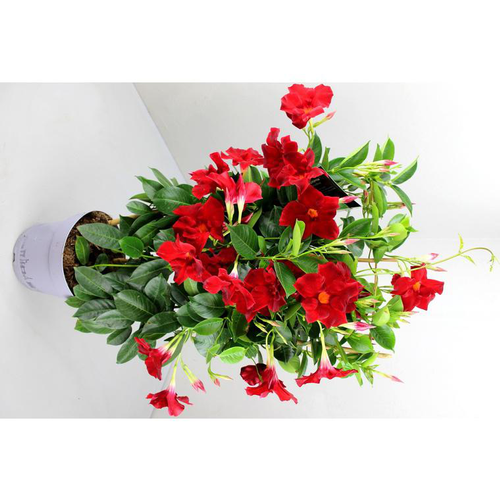 Visuel 1 du produit Dipladénia Fushion Osaka double Arceau - Le pot de 2,5 litres