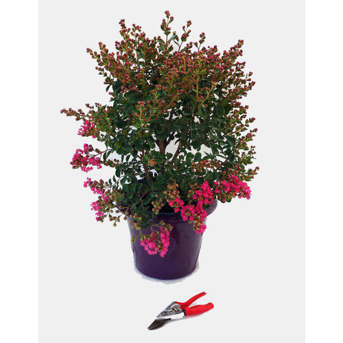 Visuel 1 du produit Lagerstroemia Indica Charms Fuchsia d’été rose. Le pot de 12 litres