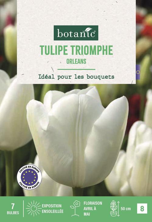 Visuel 1 du produit Tulipe tr. Orleans X7