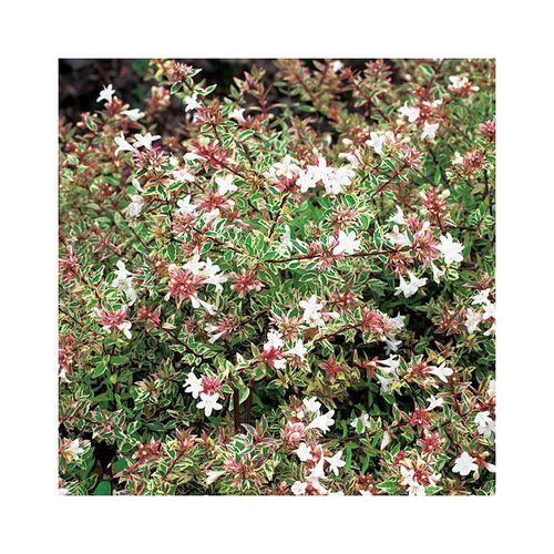 Visuel 3 du produit Abelia Grandiflora sparkling silver en pot de 3 litres