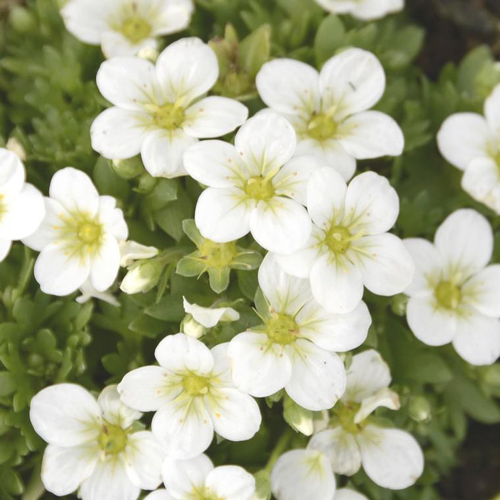 Visuel 1 du produit Saxifrage touran large white blanche en pot de 2 L