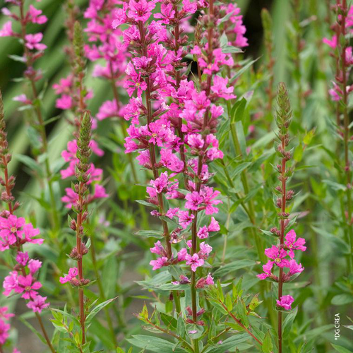 Visuel 1 du produit Lythrum Salicaria - Le pot de 5 litres