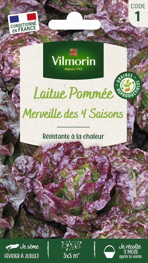 Visuel 1 du produit Graines de laitue pommée merveille des quatre saisons coloris violet Vilmorin jardin - graines à semer