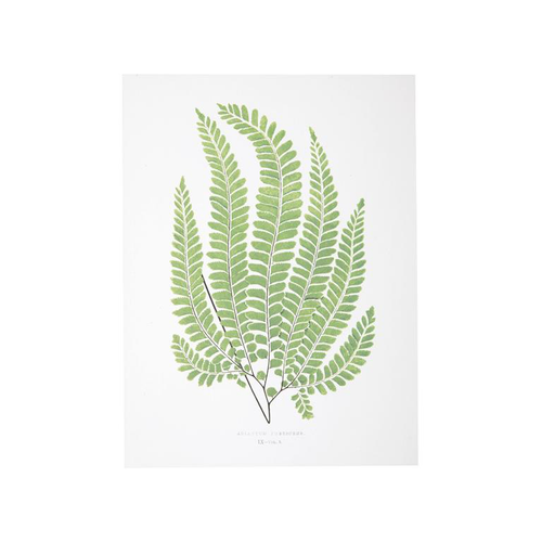 Visuel 1 du produit Affiche fougère Adiantum Pubescens - 30 x 40 cm