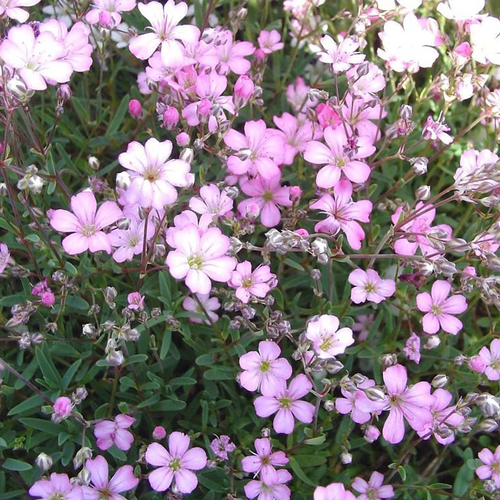 Visuel 1 du produit Gypsophile voile de mariée blanc. Le pot de 1 litre