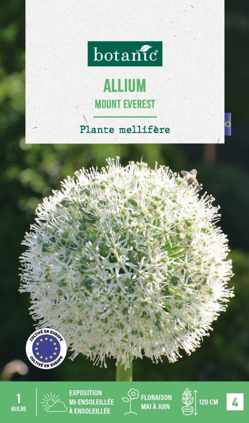 Visuel 1 du produit Allium mount everest botanic® - 1 bulbe