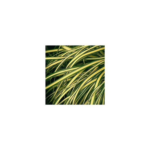 Visuel 1 du produit Carex Evergold - Le pot de 3 litres