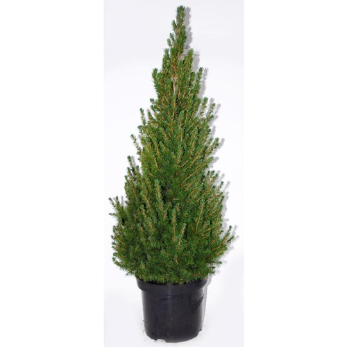 Visuel 1 du produit Picea Glauca Conica (épinette ou sapinette blanche) 30/40 en pot de 4 L vert