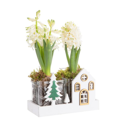 Visuel 1 du produit Composition de Noël jacinthe multicolore verrerie chalet