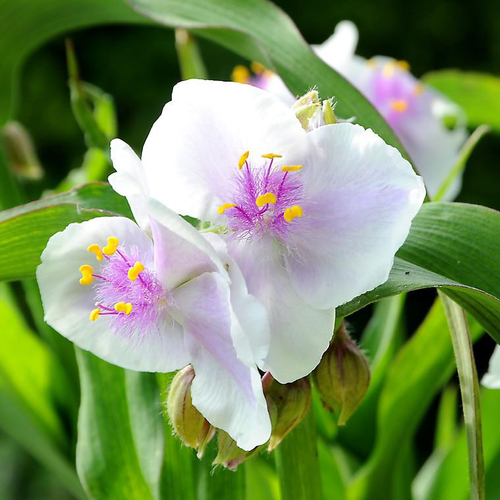 Visuel 1 du produit Ephémère de Virginie rosi en pot de 2 L