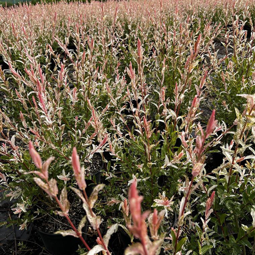 Visuel 1 du produit Saule crevette rose ou Salix integra Hakuro Nishiki. Le pot de 15 litres, forme ½ tige