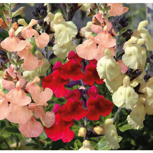 Visuel 2 du produit Sauge Farineuse bleue - Le pot de 12 x 12 cm