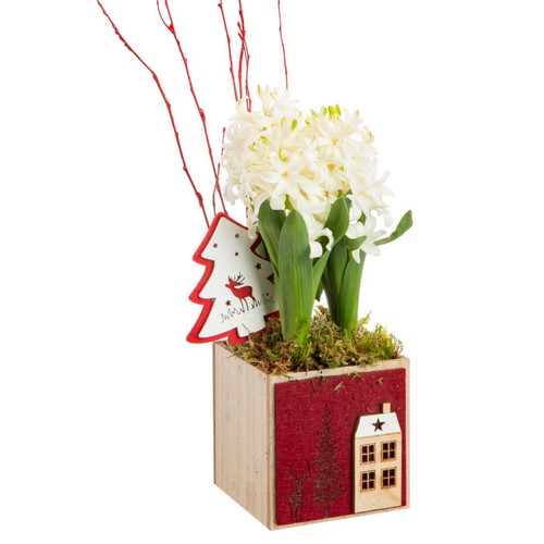 Visuel 1 du produit Jacinthe en pot feutrine rouge