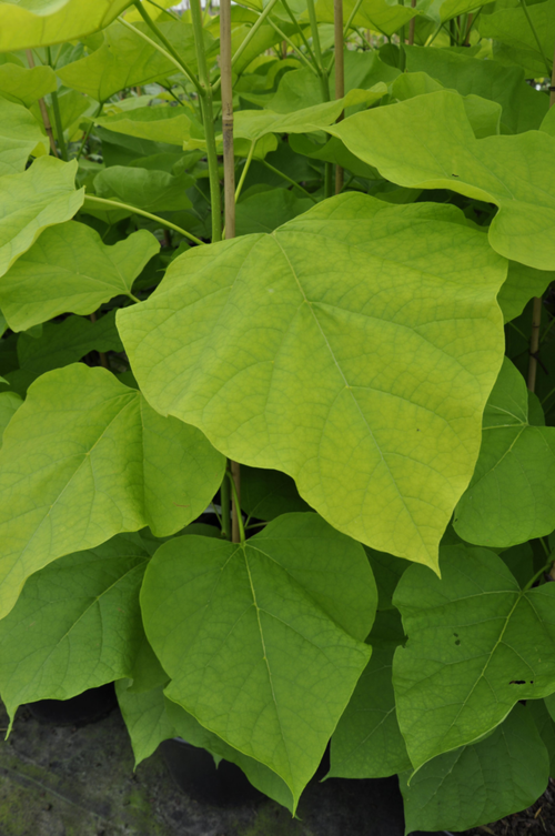 Visuel 2 du produit Catalpa commun botanic® vert. Le pot de 10 litres