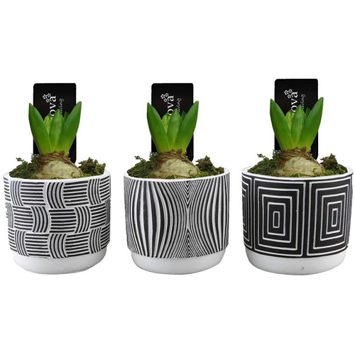 Visuel 1 du produit Jacinthe en pot décoratif. La composition de 20 cm