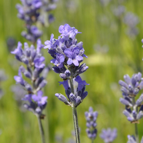 Visuel 2 du produit Lavande Angustifolia coloris bleu – 3 L