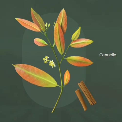 Visuel 2 du produit Infusion de Noël Yogi Tea édition Christmas Tea - la boîte carton de 17 sachets