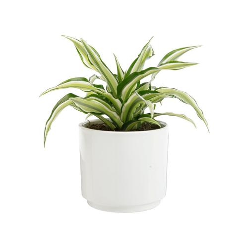 Visuel 1 du produit Dracaena Fragrans Malaika botanic®. Le pot de Ø 15 cm