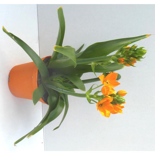 Visuel 1 du produit Ornithogale - Le pot de 10,5 cm