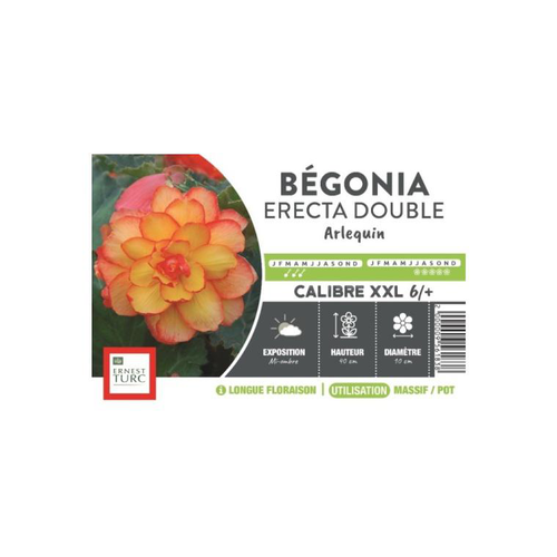 Visuel 1 du produit Bégonia Erecta Double Arlequin XXL jaune bordé rouge Ernest Turc - bulbes vrac