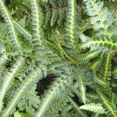 Visuel 1 du produit Fougère Athyrium Niponicum 'Apple Court' - Le pot de 2 litres