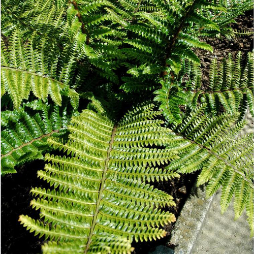 Visuel 1 du produit Polystichum Polyblepharum - Le pot de 12 cm