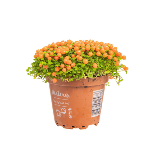 Visuel 1 du produit Nertera (Plante corail) orange. Le pot Ø 12 cm