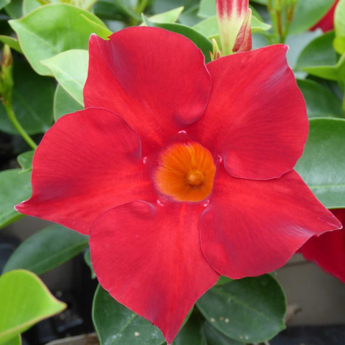 Visuel 1 du produit Dipladénia ou Mandevilla coloris variés. Le pot de 0,5 litre