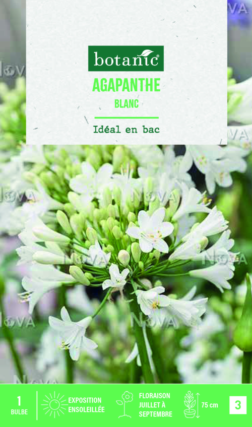 Visuel 1 du produit Bulbe de fleurs Agapanthe blanc botanic® - 1 bulbe