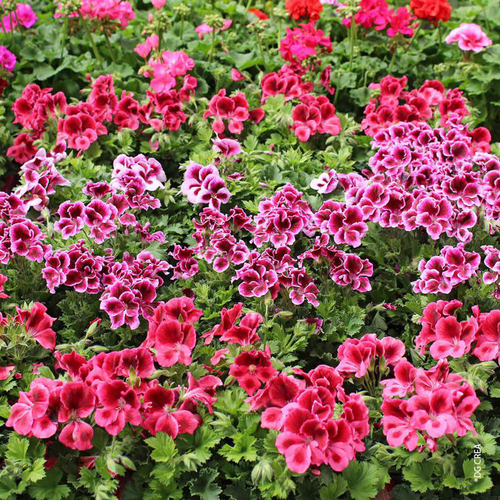 Visuel 2 du produit Geranium Odorant Bio. Le pot de 9x9 cm