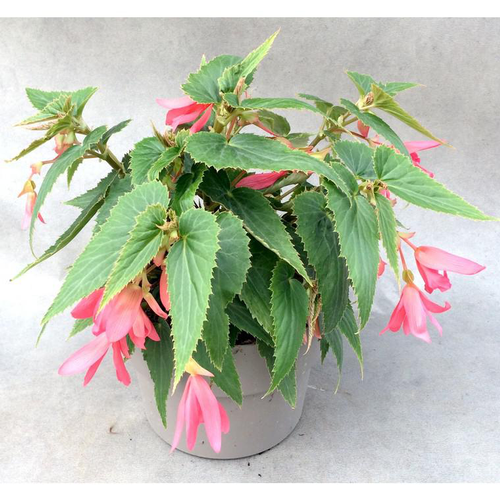 Visuel 1 du produit Collection de Bégonias en pot de 1,4 litre