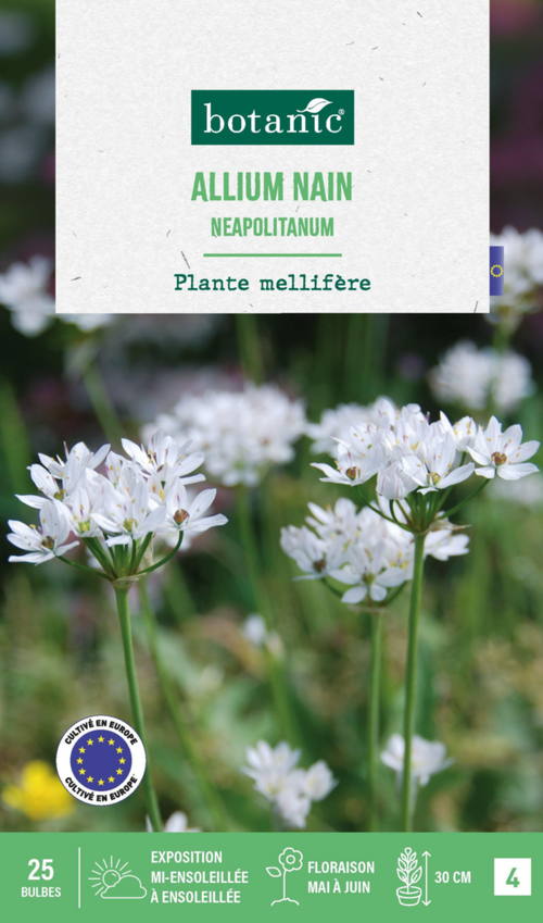 Visuel 1 du produit Allium neapolitanum botanic® - 25 bulbes