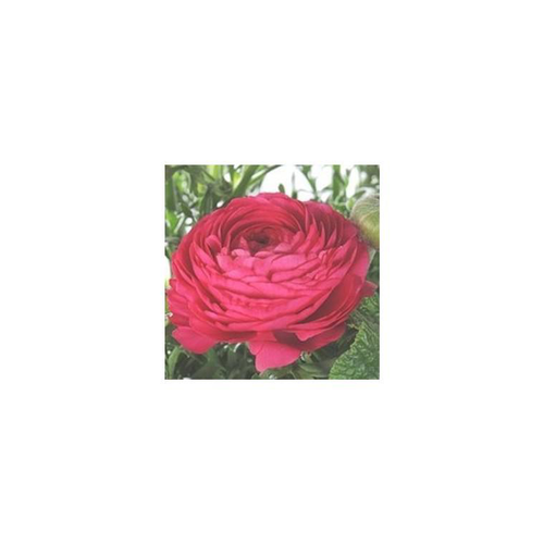 Visuel 1 du produit Renoncule à fleurs doubles - La jardinière de 40 cm