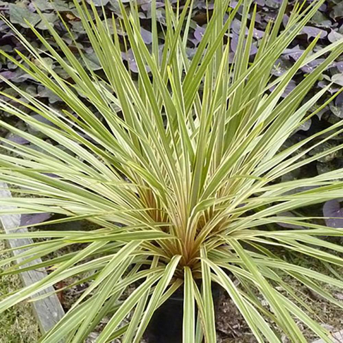 Visuel 1 du produit Cordyline australis Fantasy coloris vert – 3,5 L