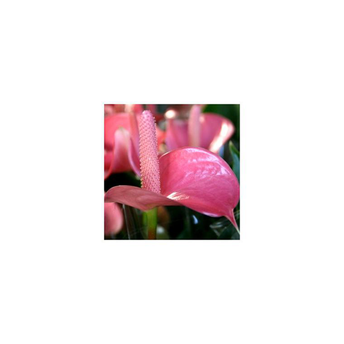 Visuel 1 du produit Anthurium royal champion - Ø 14 cm H 50 cm