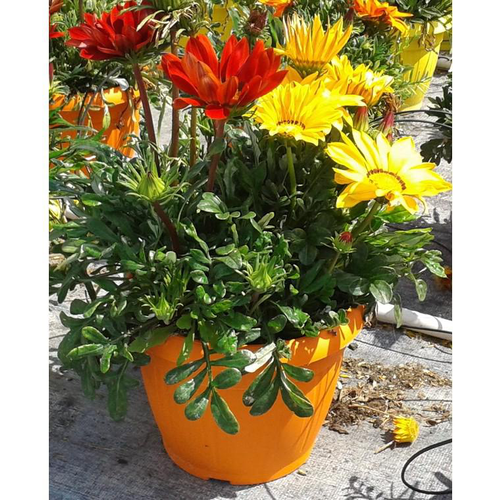 Visuel 1 du produit Gazania trio - Le pot de 3 litres